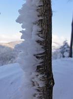  4. Dezember 2010 - eisig umklammert die Kälte Samuels Ginkgo